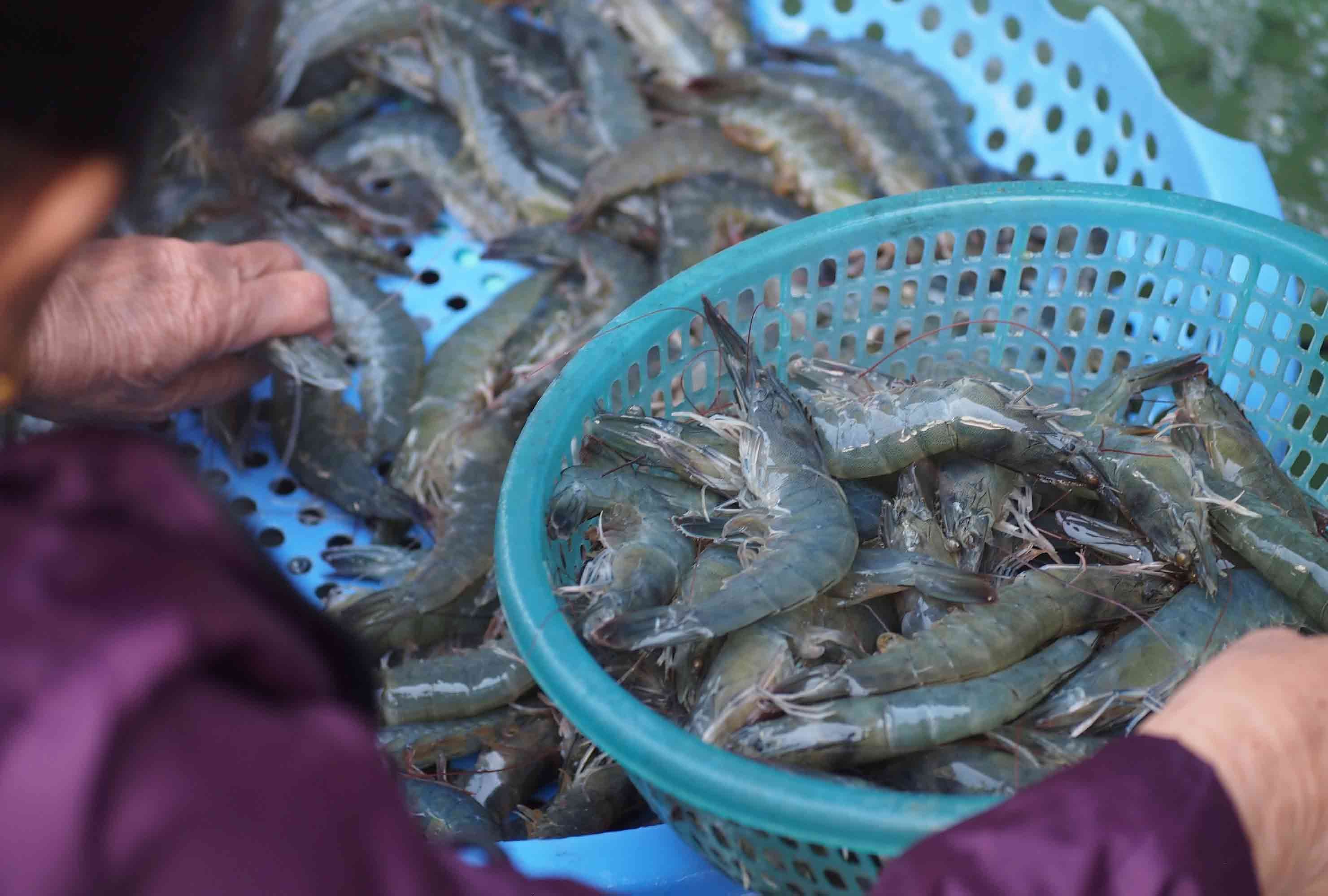 Đa dạng mặt hàng Thuỷ Sản.jpg