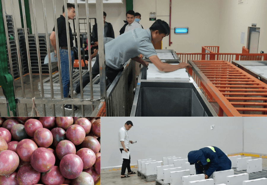 Toan Phat Irradiation Factory experimentally distributes irradiation doses (dose mapping) of fresh passion fruit exported to the Australian market