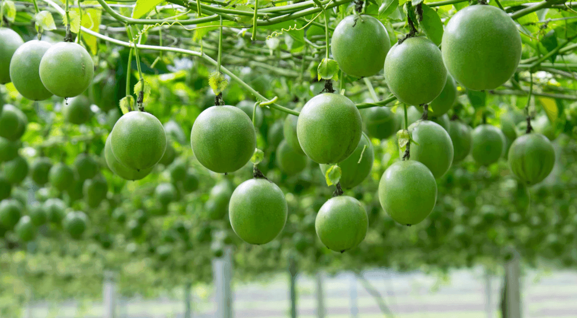 Can passion fruit become a billion-dollar export crop?