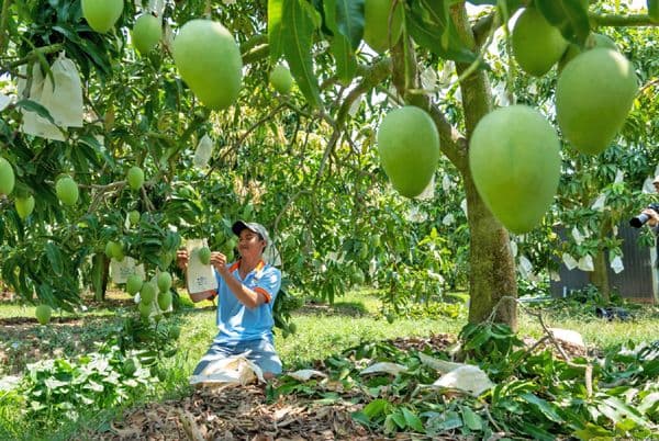 chăm sóc vườn xoài.jpg