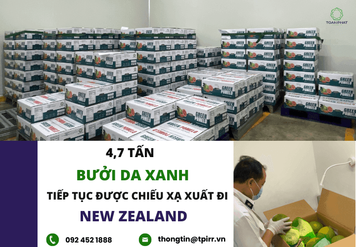 Toan Phat Irradiation tiếp tục xử lý chiếu xạ 4,7 tấn bưởi da xanh xuất khẩu sang New Zealand