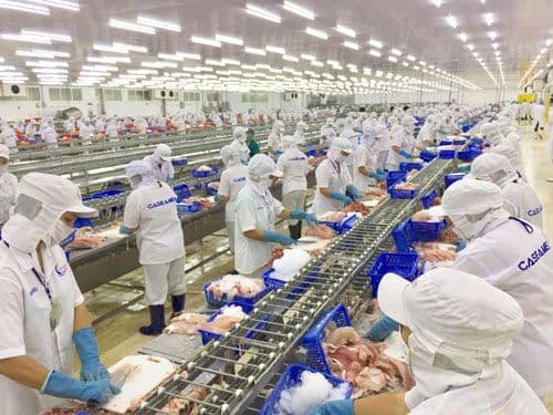ngành cá tra dự kiến tích cực.jpg
