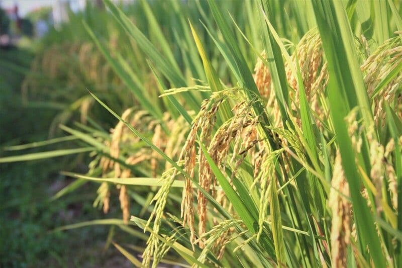 Vietnam proposes EU revise list of fragrant rice eligible for tariff preferences