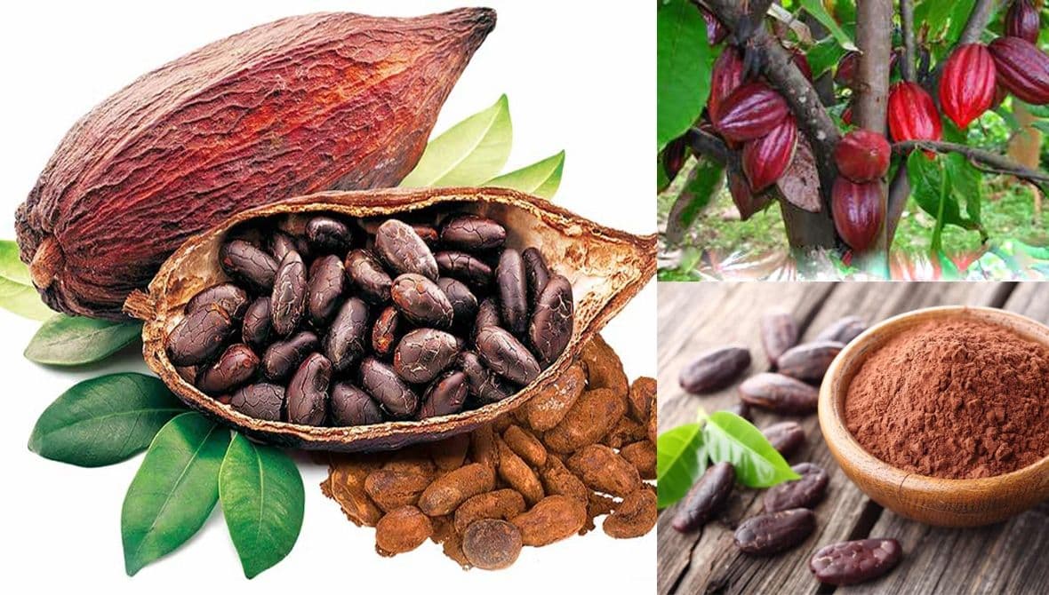 Driving deep processing to elevate the value of Vietnamese cocoa