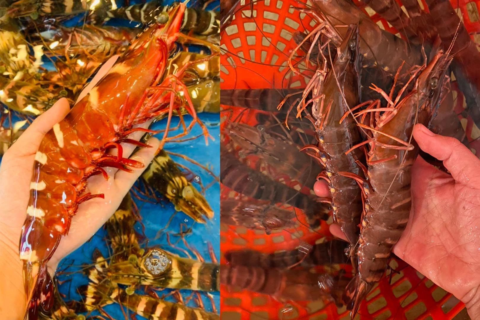 sản lượng tôm thế giớii.jpg