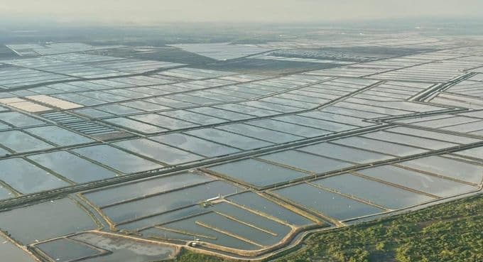 trang trại nuôi tôm.jpeg