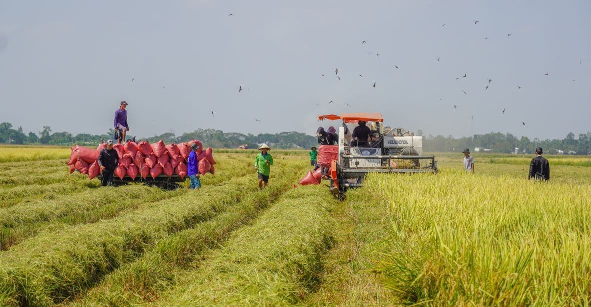 xuất khẩu gạo 2025.webp