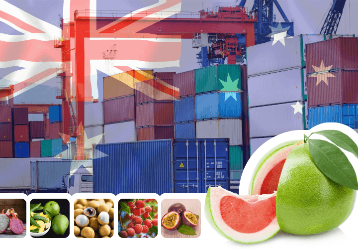 Bưởi Việt vào thị trường Australia: Câu chuyện của một chiến lược dài hạn